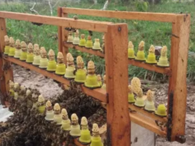 Formação de Apicultores